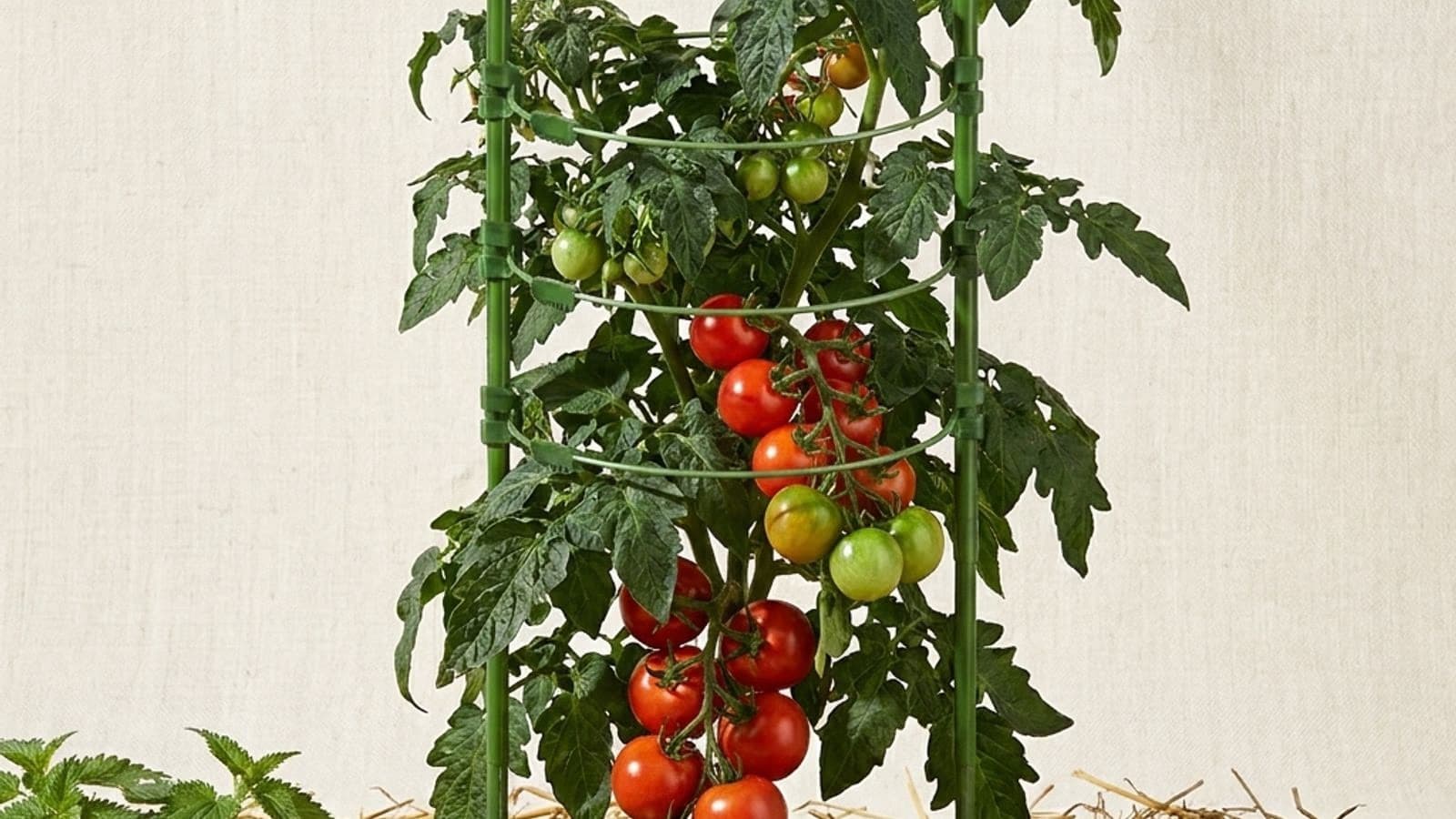 Plant de tomate en pleine fructification fertilisé naturellement avec compost et paillage organique
