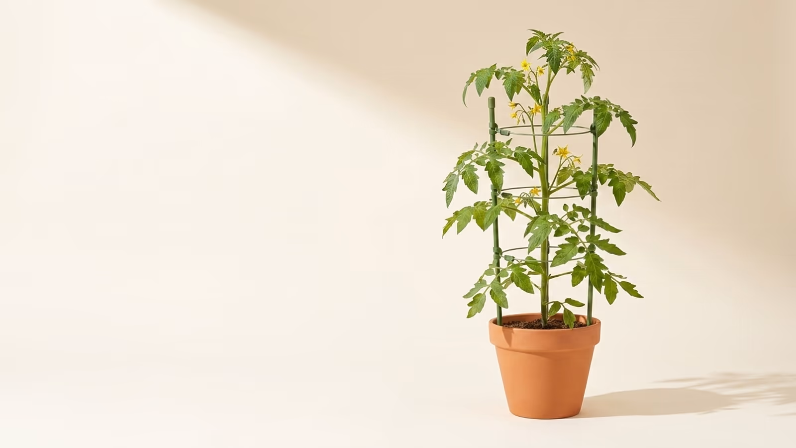 Plant de tomate cœur de bœuf tuteuré à la croissance, lumière matinale