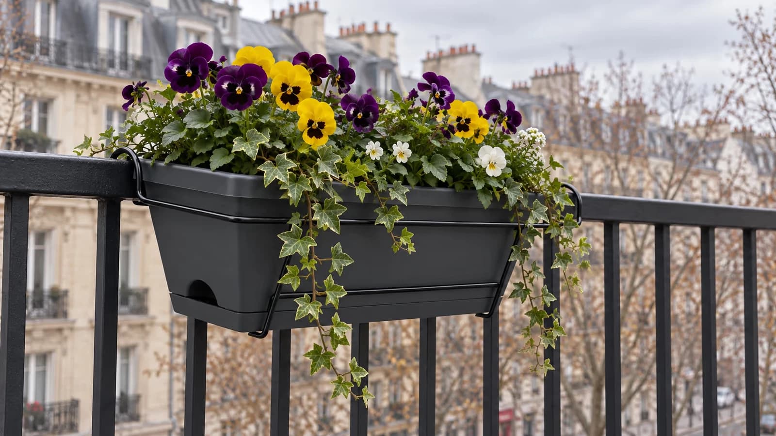 Jardinière gris foncé dans son support filaire sur une rambarde de balcon en novembre, pensées et lierre retombant