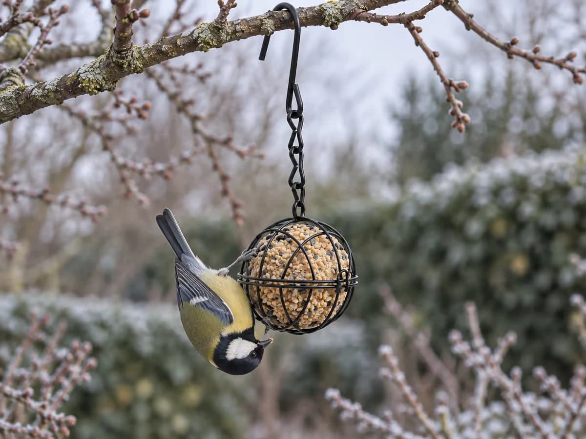 Mésange charbonnière suspendue la tête en bas à une sphère de fil métallique noir, plumes gonflées par le froid