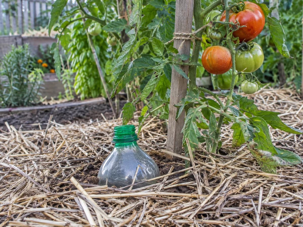 Bouteille plastique recyclee enterree au pied d'un plant de tomate dans un potager familial, goulot depassant du sol et paillage paille autour