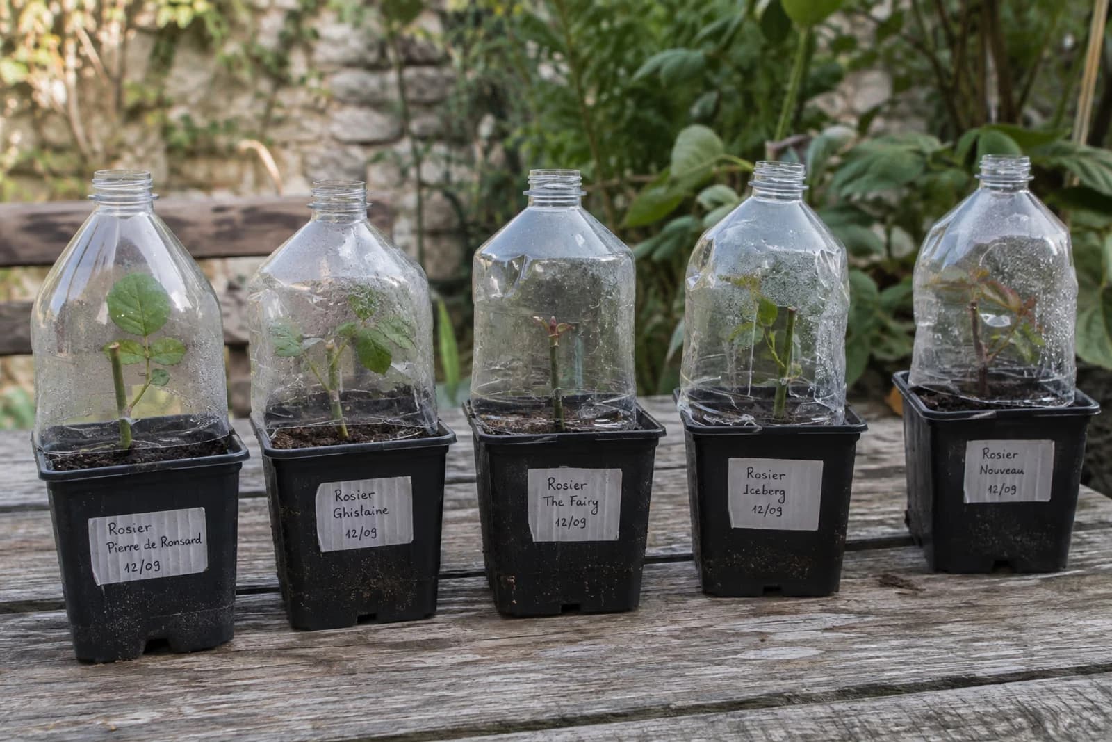 Rangée de godets de boutures de rosier coiffés de bouteilles plastiques transparentes coupées, sur table de jardin à mi-ombre
