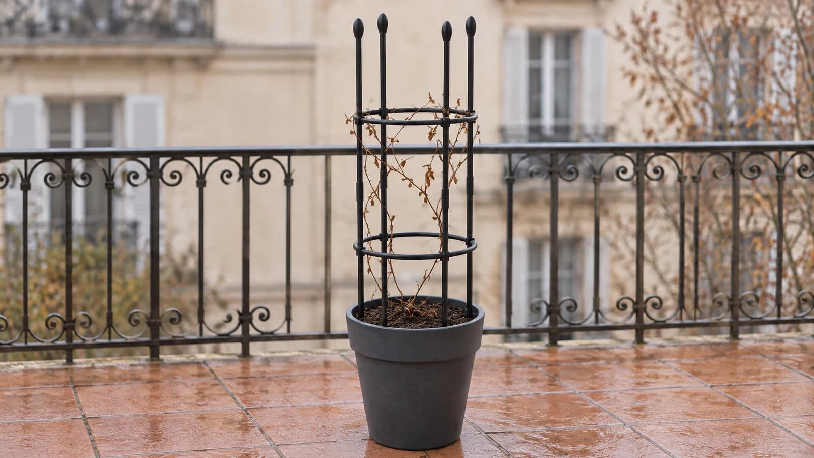 Treillis métallique noir planté dans un pot de balcon en fin d'automne, tiges sèches détachées et terreau nu, façade claire en arrière-plan