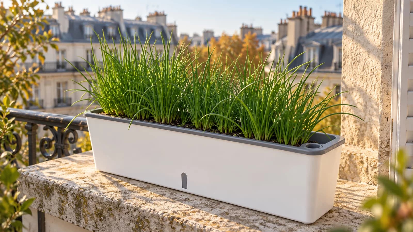 Jardinière à réserve d'eau plantée de ciboulette sur un appui de fenêtre, lumière rasante du matin