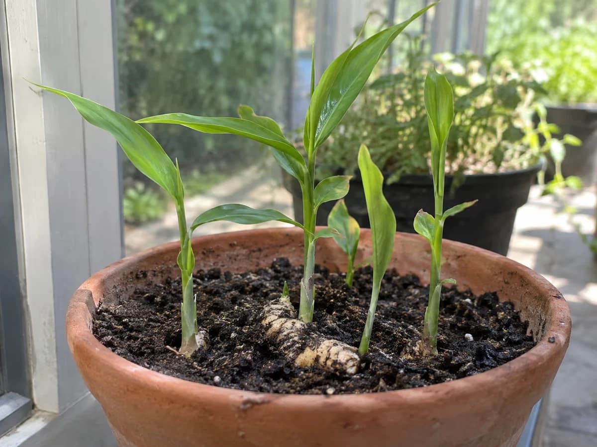 Jeunes pousses vertes de gingembre sortant du substrat dans un pot en véranda lumineuse
