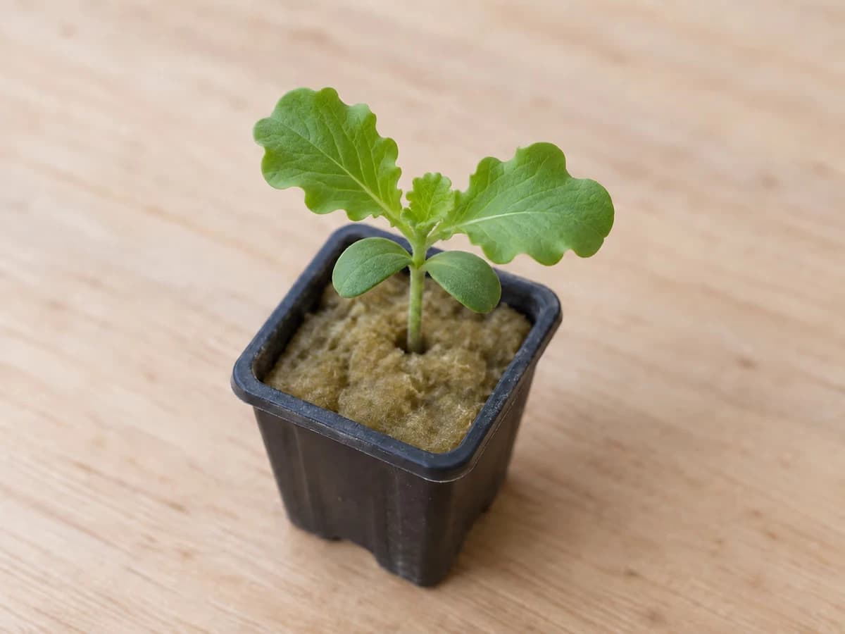 Jeune plantule dans un godet, deux cotylédons arrondis encore verts et la première paire de feuilles vraies dépliée au centre