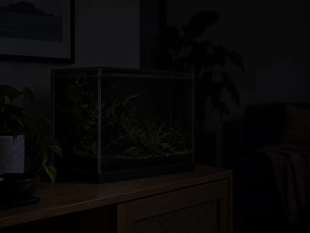 Nano aquarium vu de trois quarts dans une pièce plongée dans l'obscurité, silhouettes des plantes à peine devinées sur fond noir