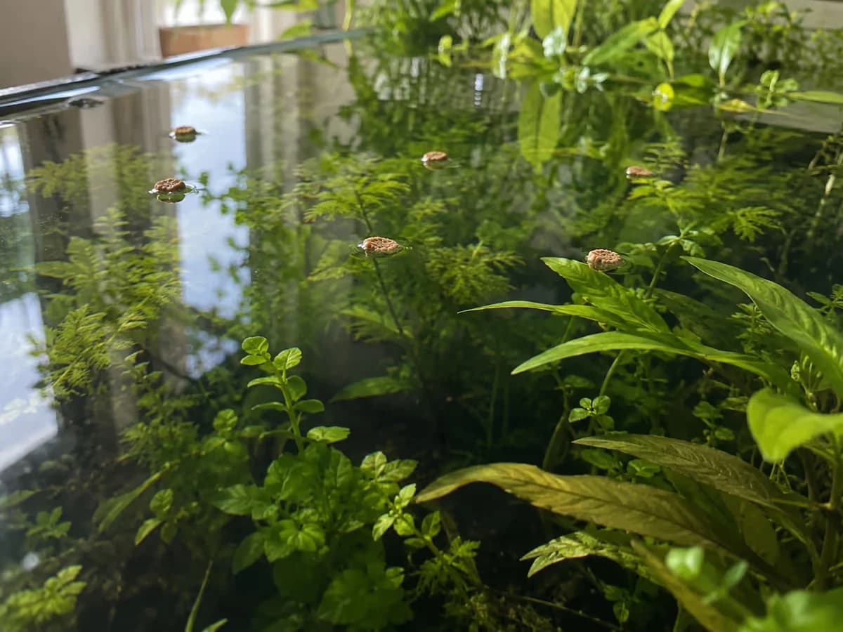Quelques granulés de nourriture encore en surface d'un aquarium, au-dessus d'un massif de plantes vertes