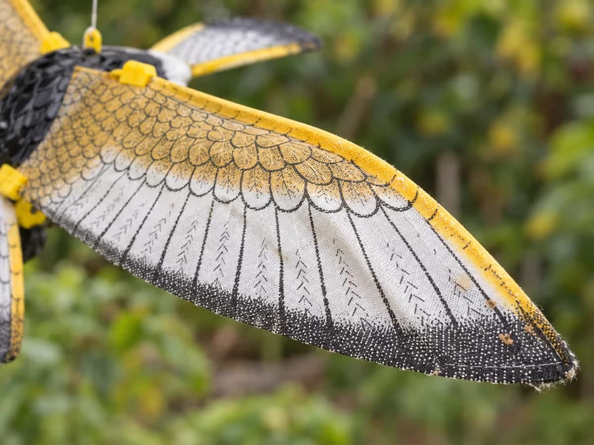 Tissu imprimé d'une aile de rapace factice, plis marqués et bords marqués par une saison dehors, gros plan