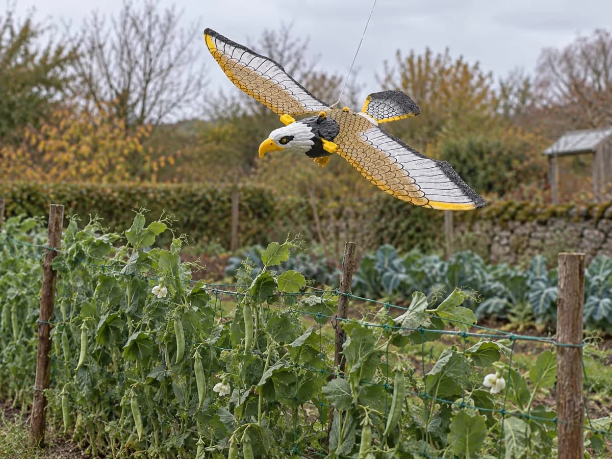 Rapace factice suspendu qui se balance au-dessus d'un rang de petits pois, feuillage agité par le vent, ciel gris