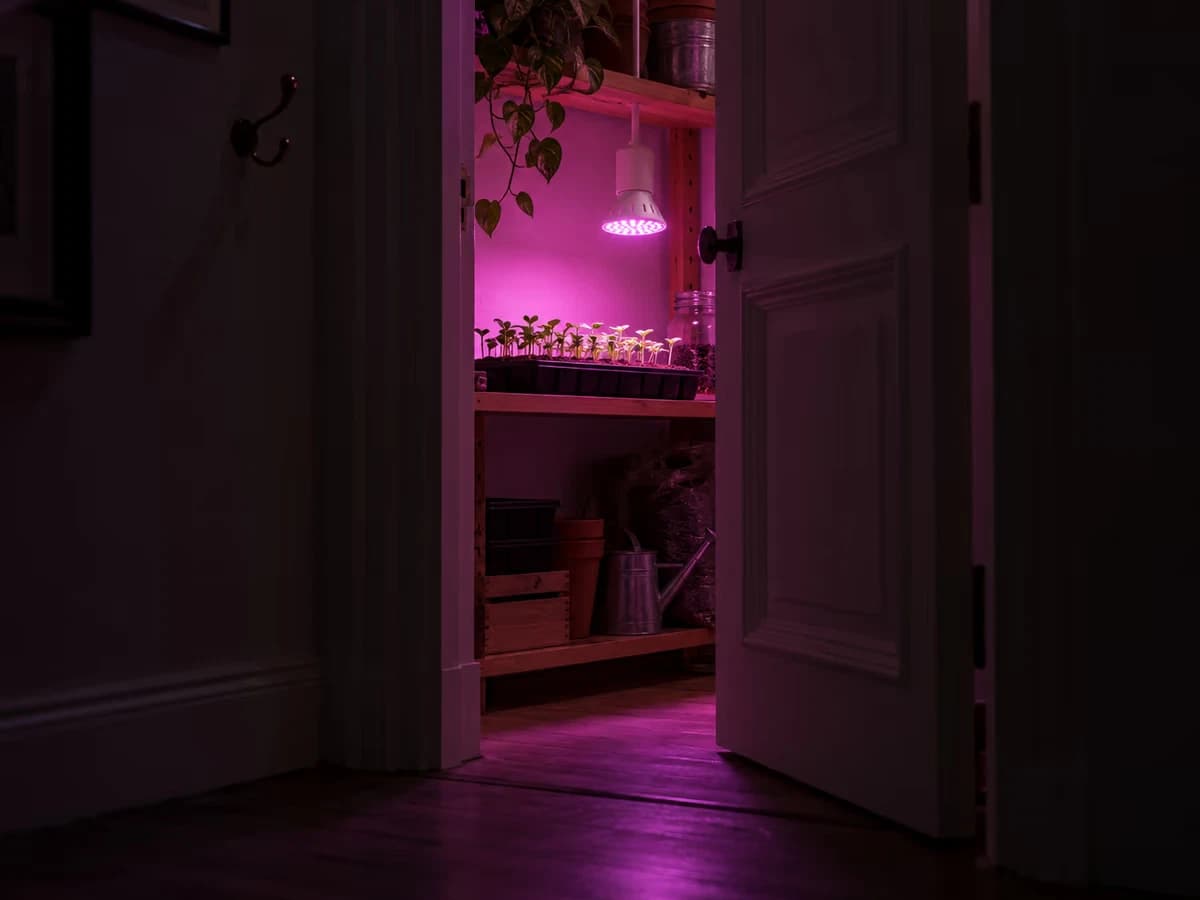 Porte entrouverte sur une pièce où une ampoule horticole rose éclaire une étagère de semis, lueur violette visible depuis le couloir sombre