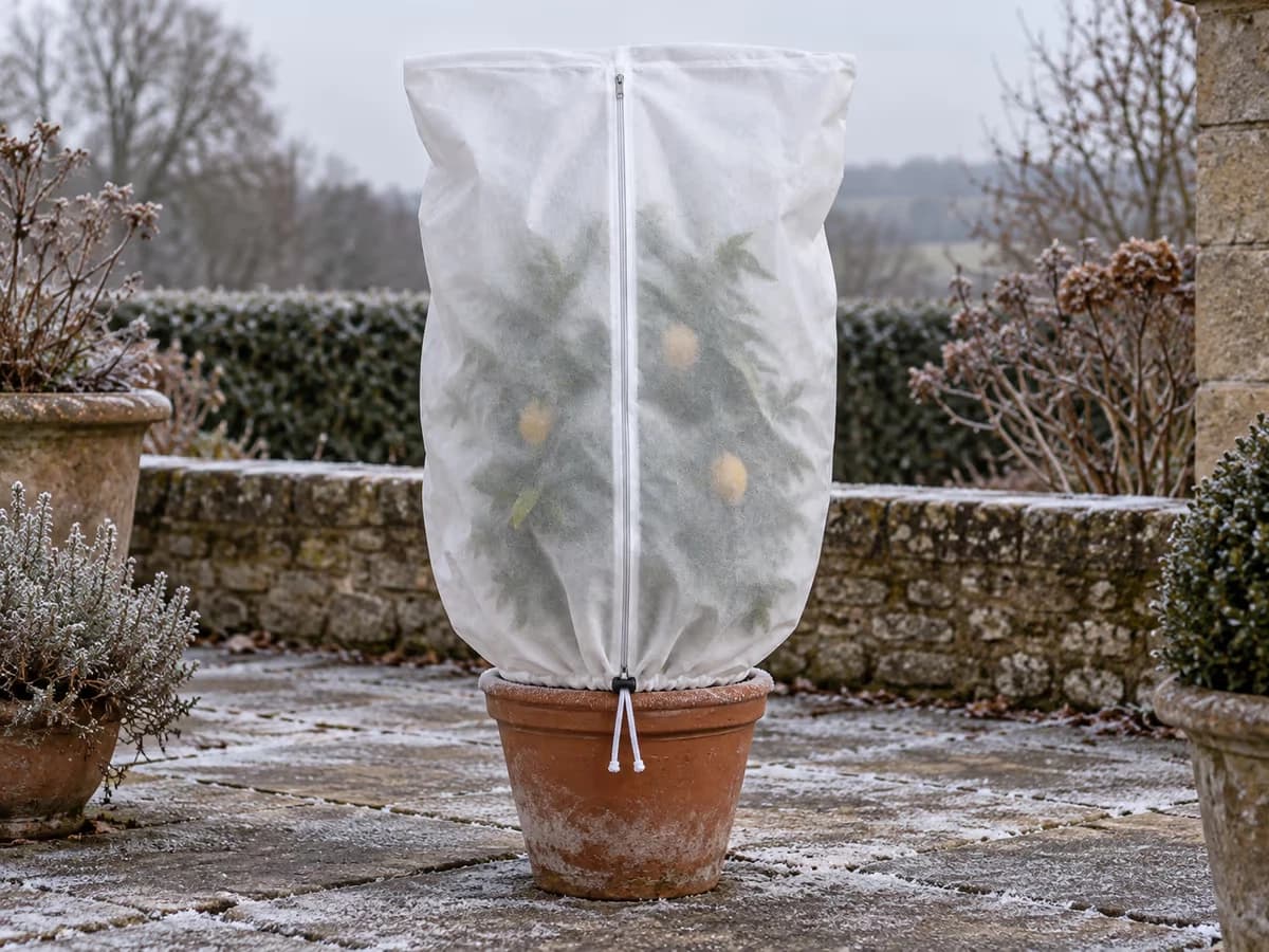 Housse d'hivernage blanche fermée par sa fermeture éclair sur un petit agrume en pot, givre sur l'ourlet du bas