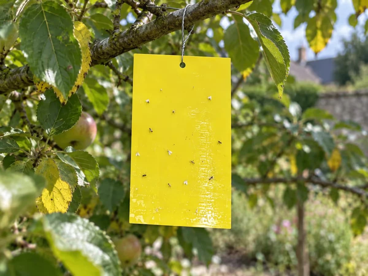 Panneau collant jaune suspendu dans la ramure d'un arbre fruitier, feuillage en arrière-plan
