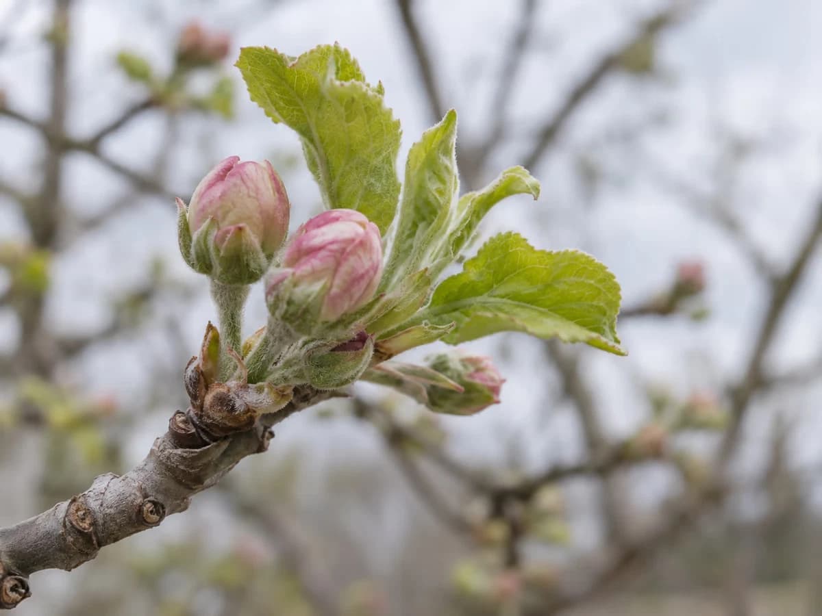 Bourgeons d'un pommier qui s'ouvrent sur un rameau court, jeunes feuilles vert tendre, ciel gris de début de printemps en arrière-plan