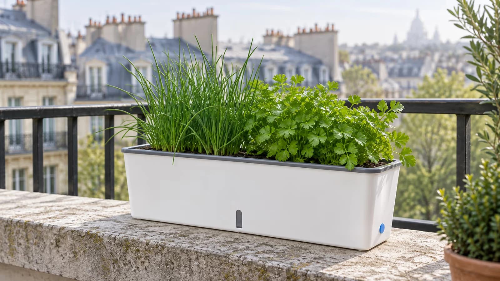 Jardinière à réserve d'eau posée sur un appui de fenêtre, fente de niveau visible en façade et jeunes plants d'aromatiques dans le bac gris