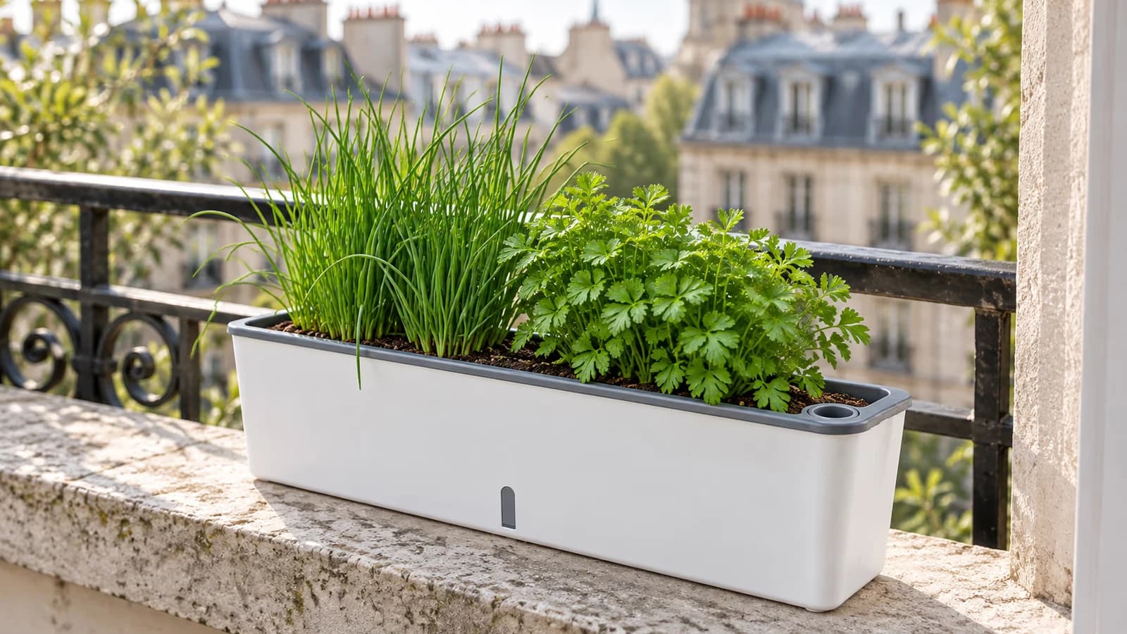 Jardinière blanche et grise à réserve d'eau plantée de ciboulette et de persil sur un appui de fenêtre