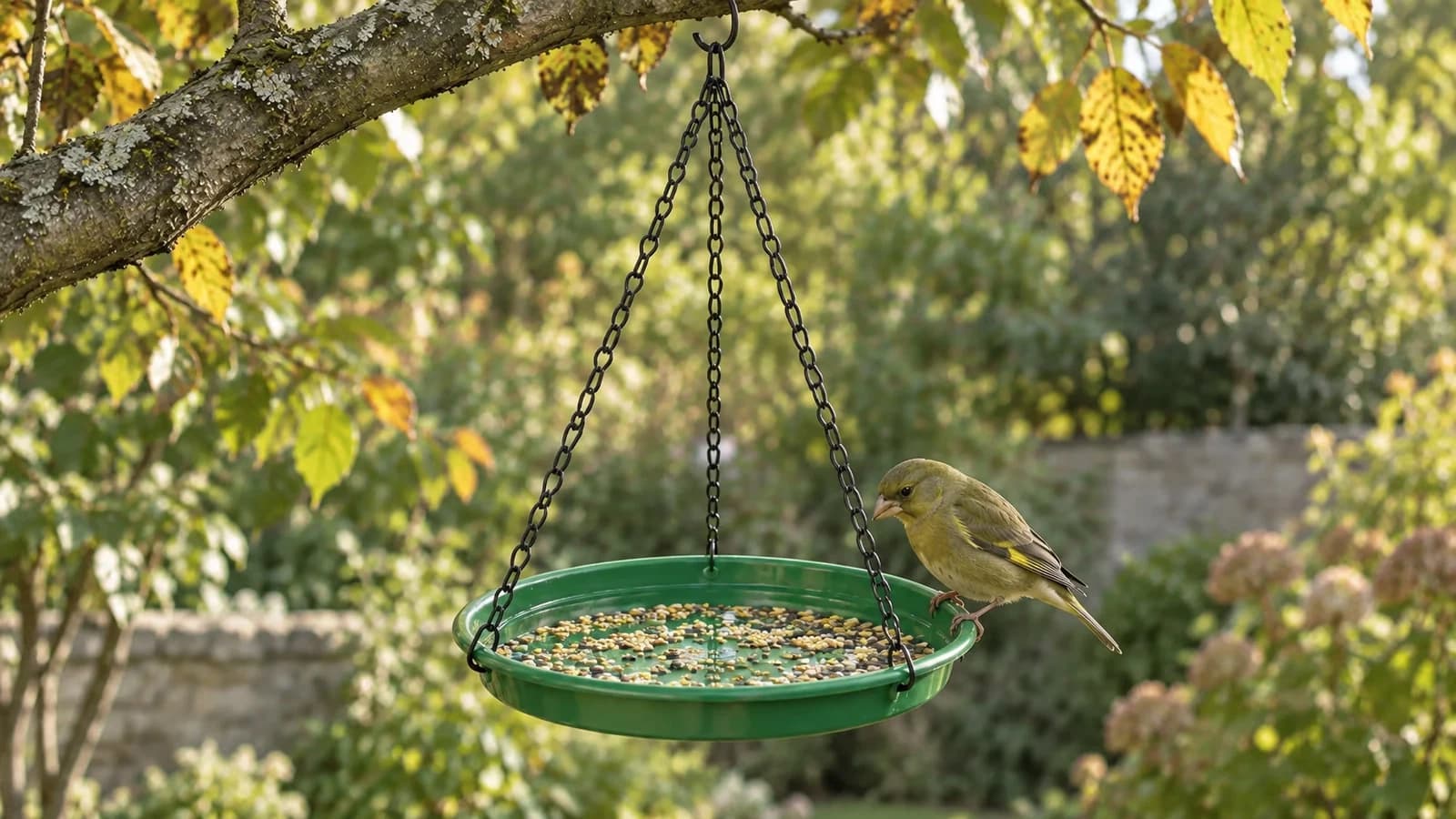Plateau rond vert suspendu à une branche par trois chaînes, couche fine de graines sèches, verdier posé au rebord par une lumière d'automne