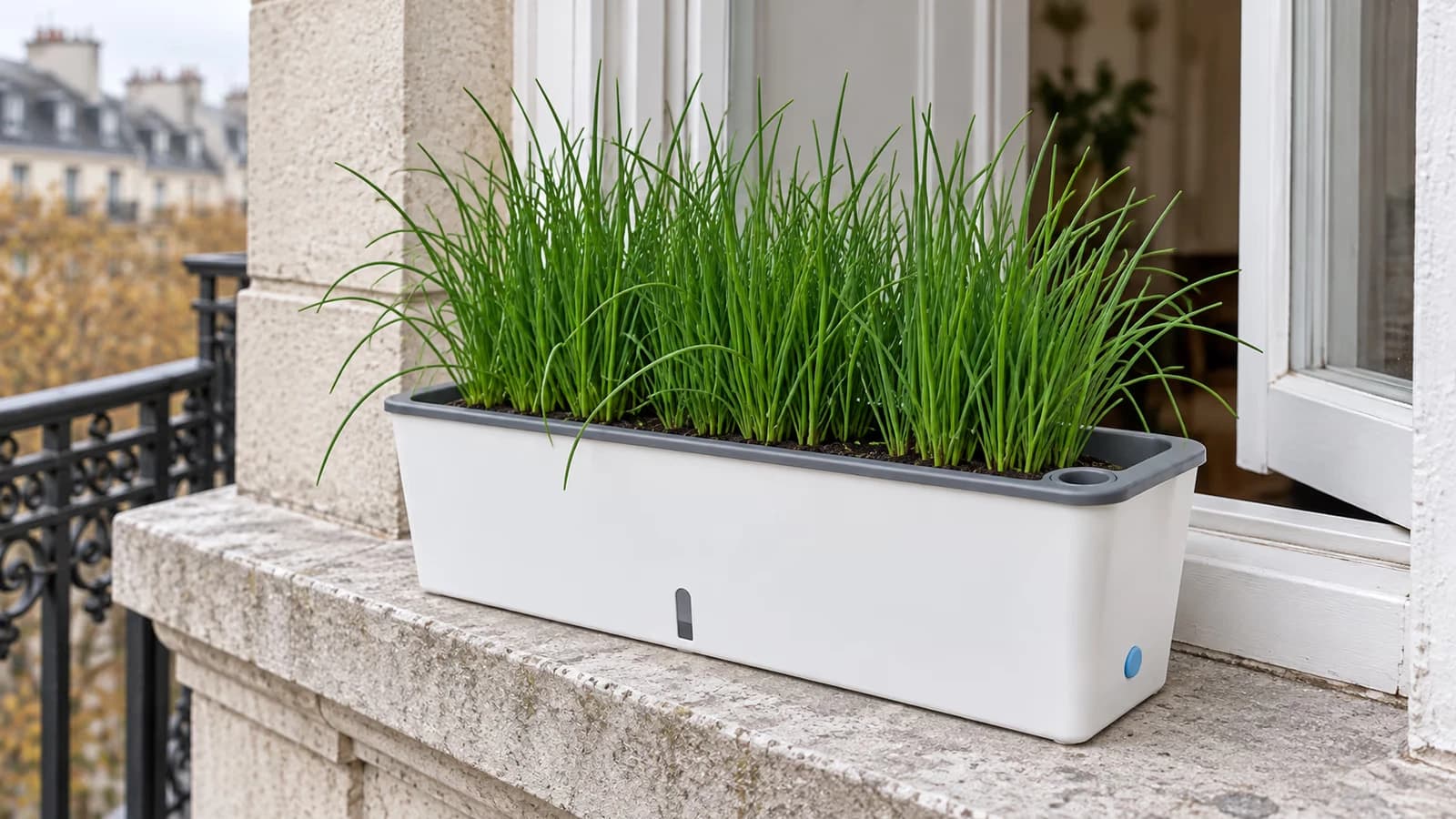 Jardinière rectangulaire à réserve d'eau sur un rebord de fenêtre, ciboulette plantée et fenêtre de niveau visible en façade