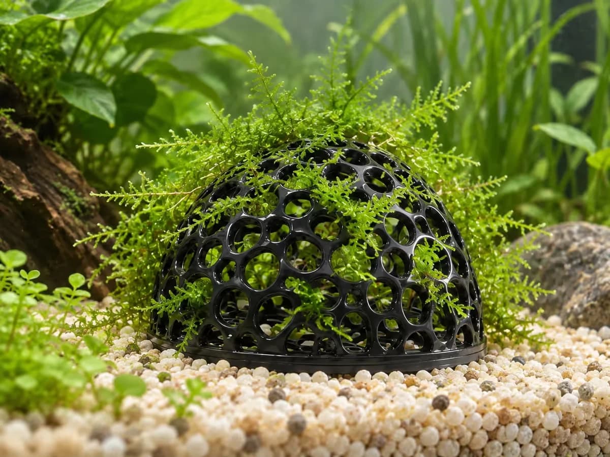 De la mousse verte glissée entre les ouvertures rondes d'une demi-sphère noire posée sur un disque plat