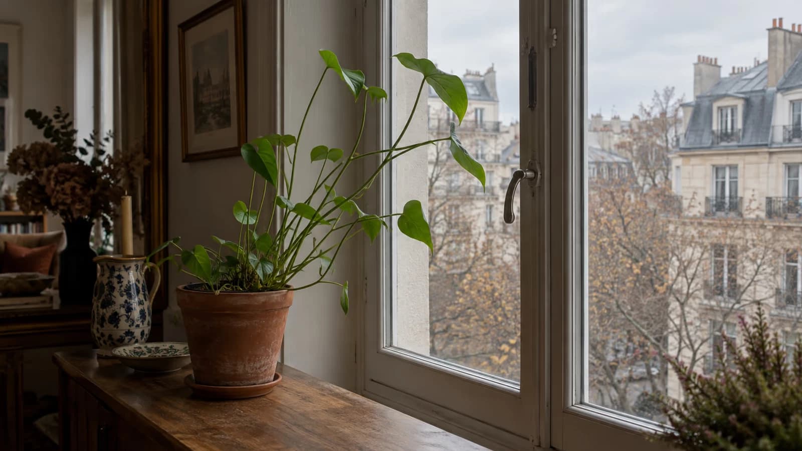 Plante verte en pot devant une fenêtre, tiges allongées et feuilles espacées penchées vers la vitre par une lumière grise