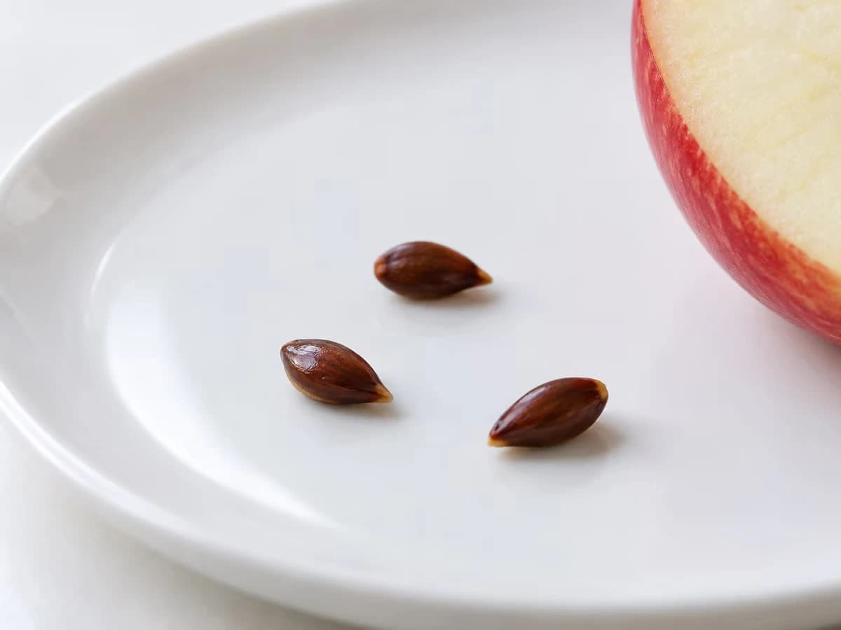Trois pépins de pomme bruns posés sur une assiette blanche à côté d'un quartier de fruit