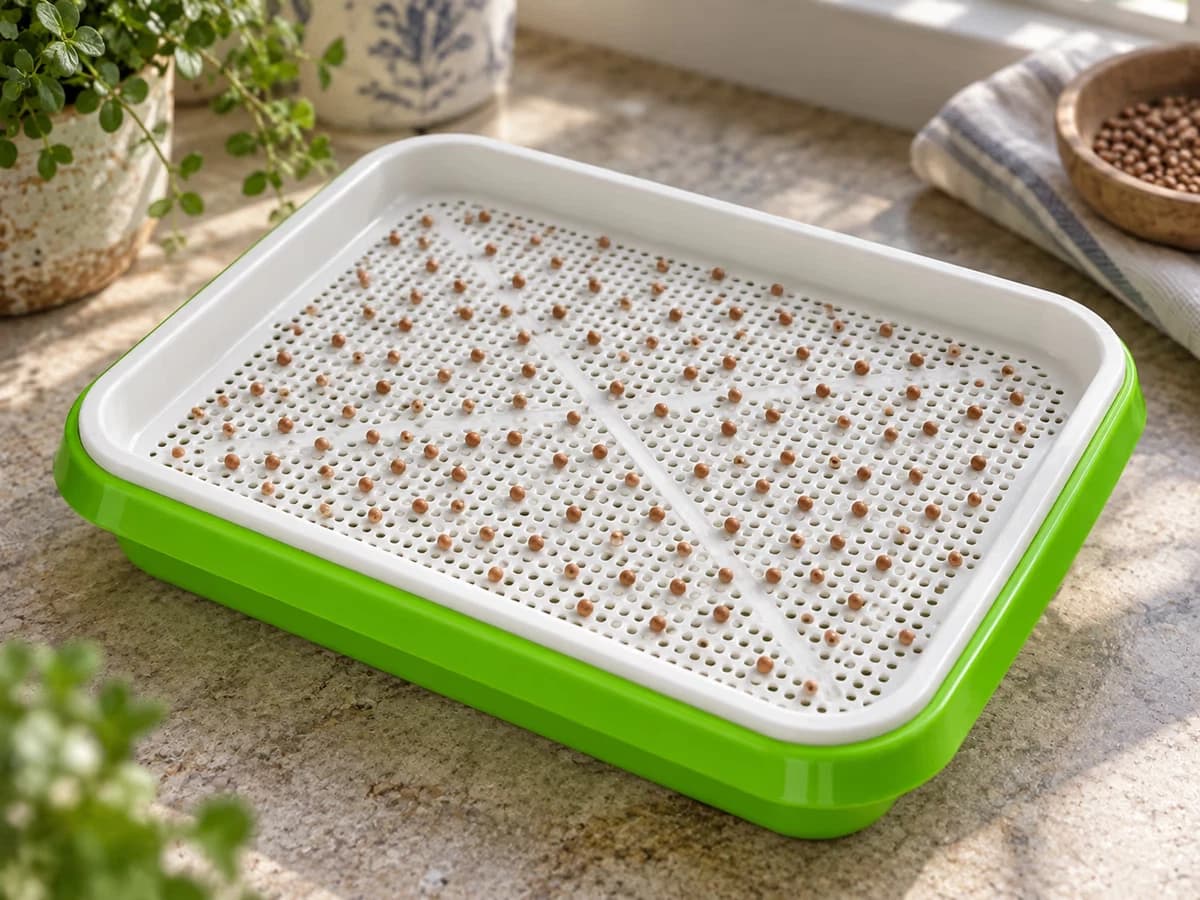 Graines de radis posées en surface sur la grille blanche d'un plateau de germination, quelques graines visibles sous la maille