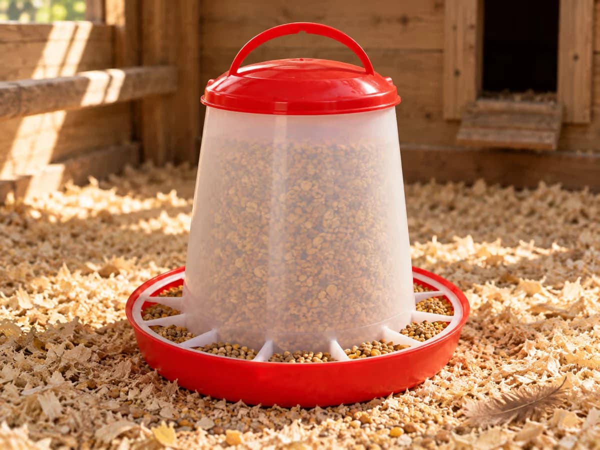 Mangeoire de 3 kg pleine de grain, corps translucide posé sur sa base rouge à godets, dans un poulailler éclairé par une lumière rasante du matin
