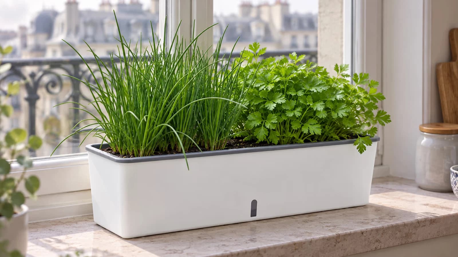 Jardinière à réserve d'eau plantée de ciboulette et de persil sur un rebord de fenêtre, lumière du matin