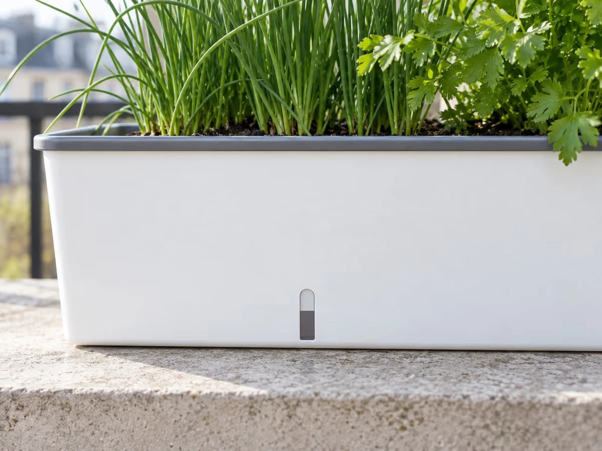 Gros plan sur la fenêtre de niveau d'eau d'une jardinière blanche, réserve à moitié pleine, sur un rebord de fenêtre
