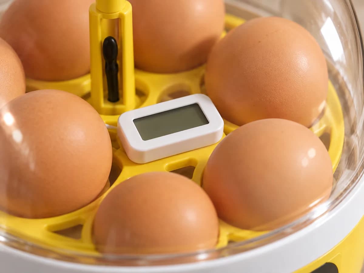 Thermomètre digital posé sur le plateau entre des oeufs bruns, sous le dôme transparent d'une couveuse compacte