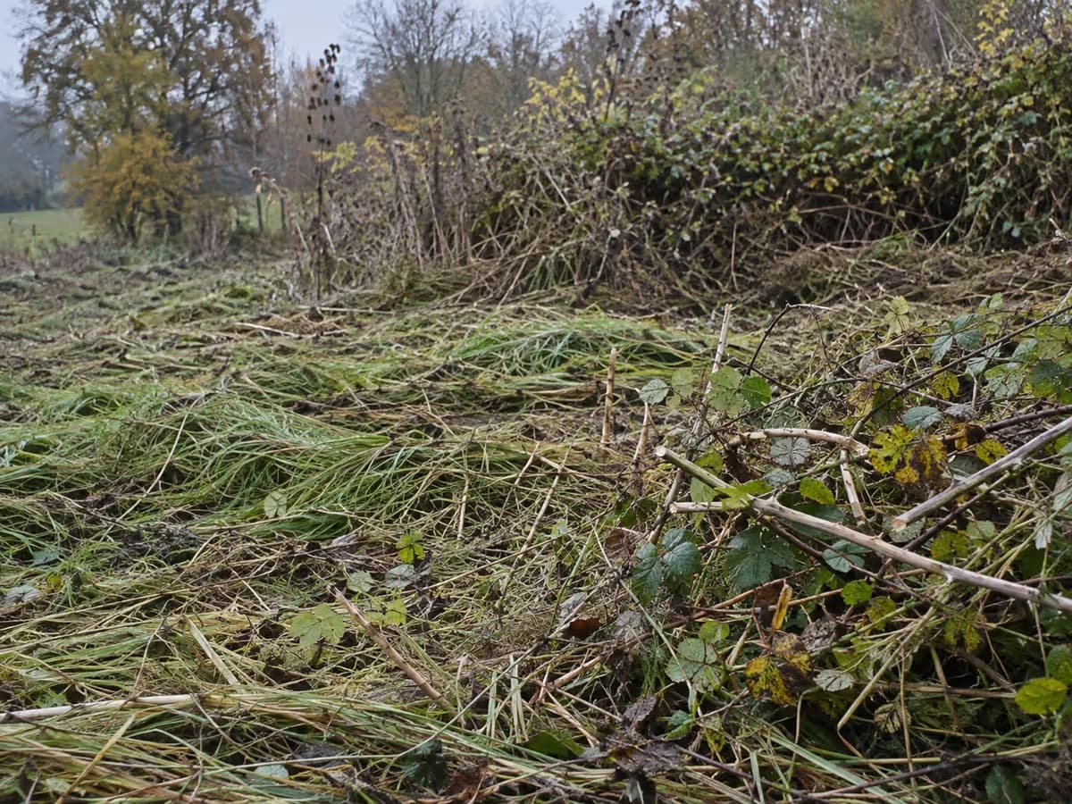 Friche d'automne fraîchement débroussaillée, herbes coupées hautes et cannes de ronce claires au premier plan, talus encore encombré en arrière-plan