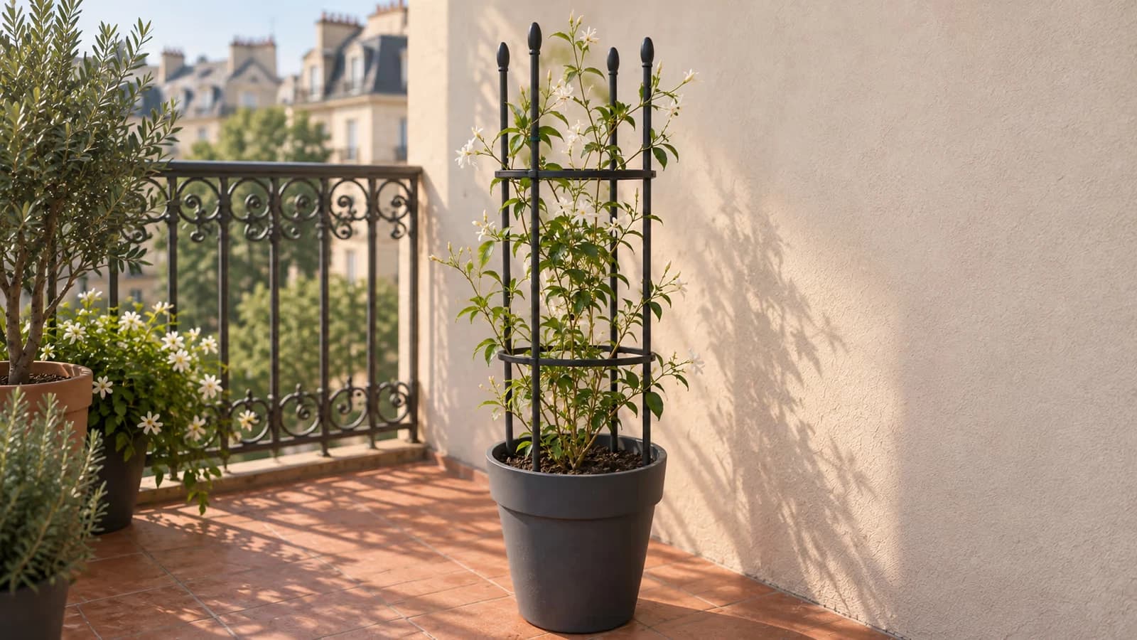 Tour de treillis métallique noir plantée dans un grand pot de balcon, tiges de jasmin enroulées autour des montants, façade nue en arrière-plan