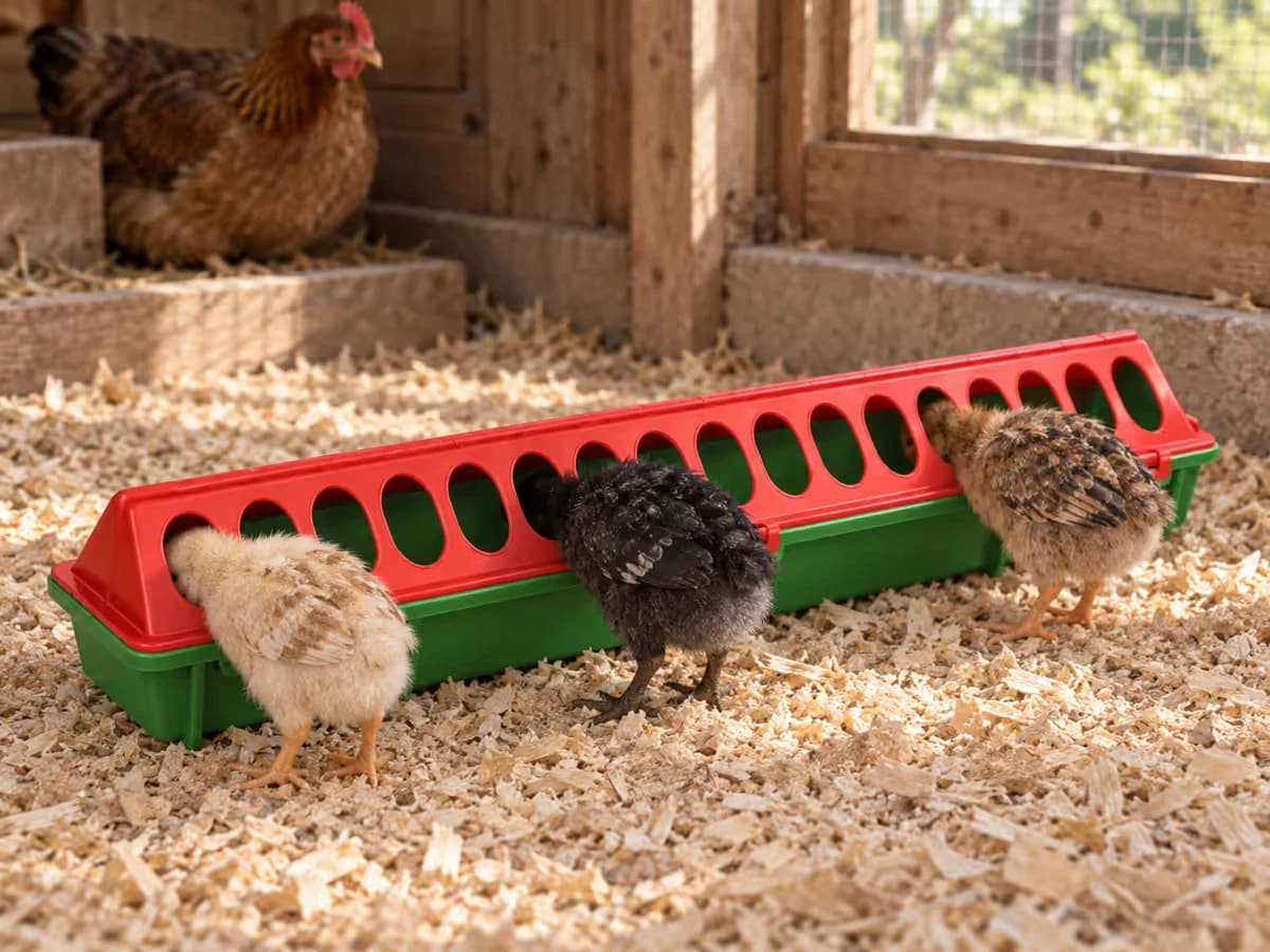 Poussins glissant la tête dans les trous ovales d'un couvercle grille rabattu sur un bac d'aliment, dans un poulailler sur litière claire