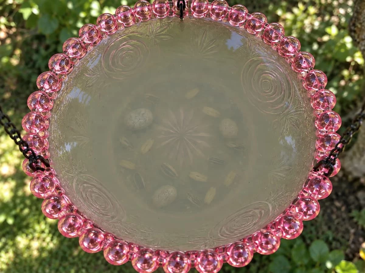 Coupelle translucide vue en plongée, eau trouble du matin, graines de tournesol gonflées et couchées au fond entre quelques galets clairs
