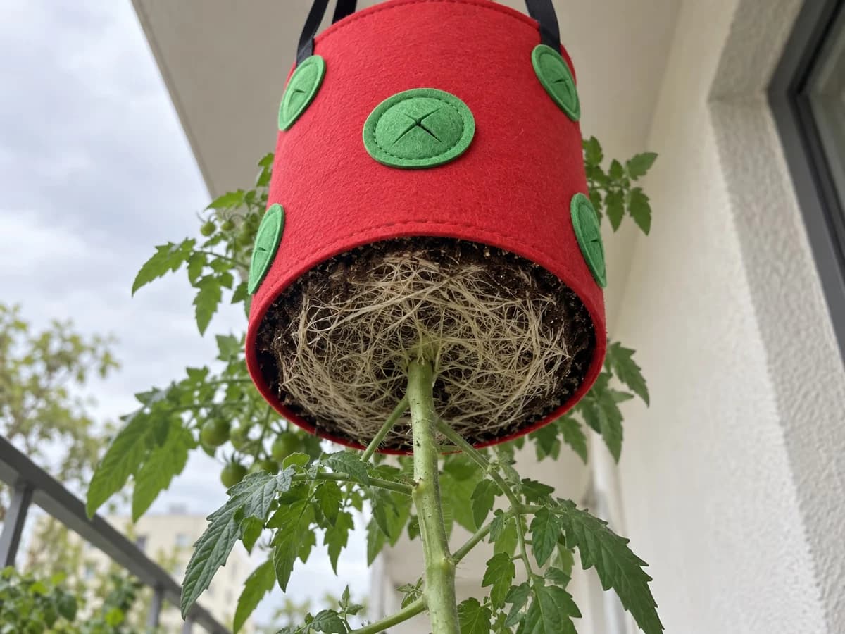 Vue par le dessous d'un sac de culture suspendu rouge, motte de tomate plaquée contre le fond ouvert et terreau visible en coupe