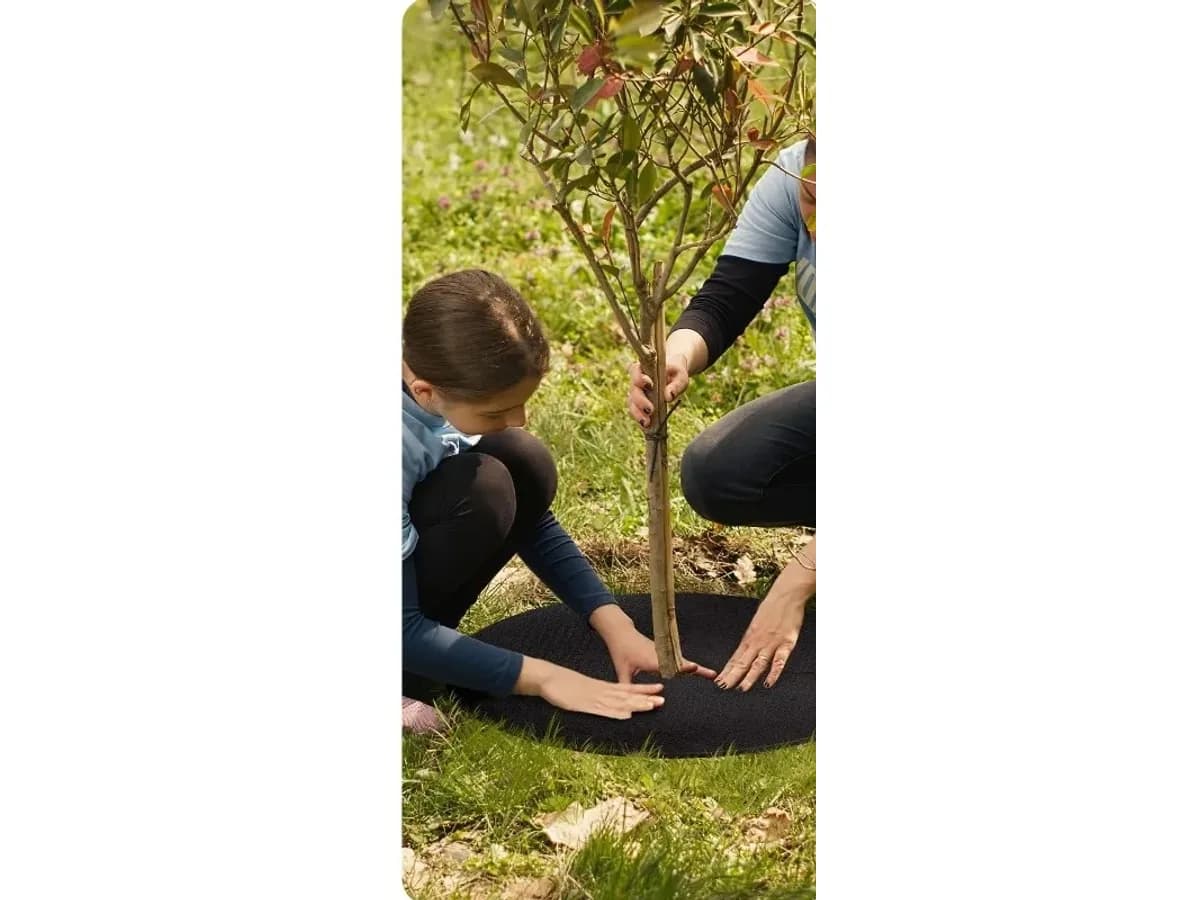 Disque en cours de pose autour du tronc d'un jeune arbre déjà planté, fente radiale ouverte