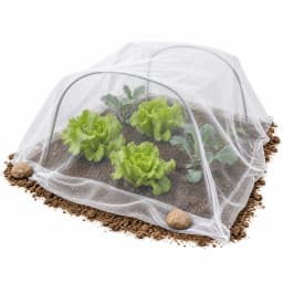 Filet de protection du potager installé sur des arceaux au-dessus de salades, sur fond blanc