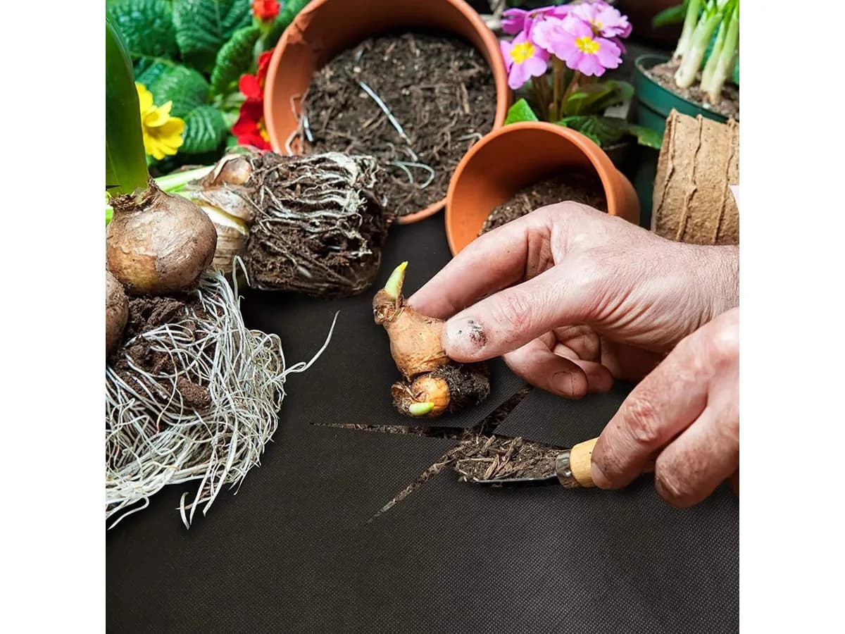 Deux mains posant un bulbe dans une incision en croix pratiquée dans la toile noire, entourées de pots en terre cuite et de primevères roses