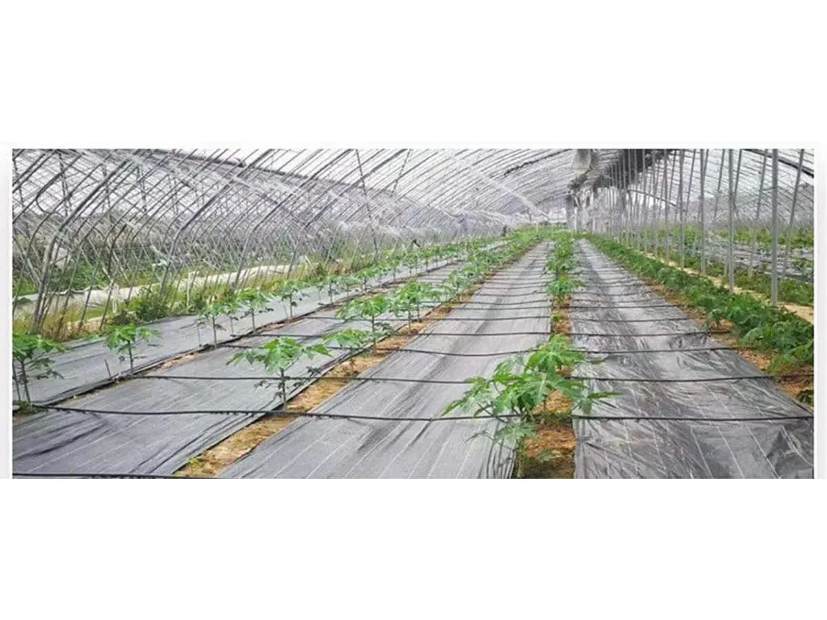 Intérieur d'une serre tunnel, la toile noire couvre le sol entre des rangs de jeunes plants en godets