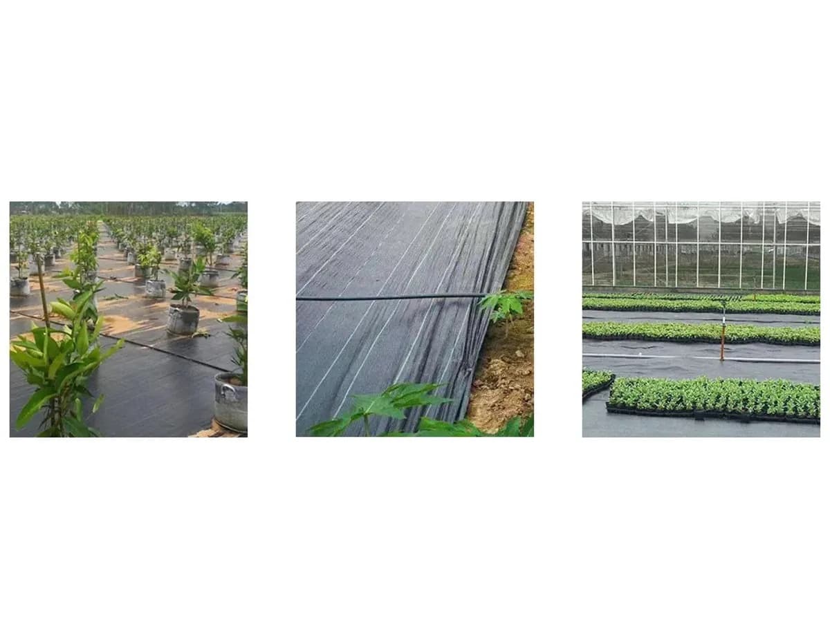 Trois vues côte à côte : jeunes arbres en pots posés sur la toile, toile déroulée en plein champ avec une ligne de goutte à goutte, serre à rangs de plants