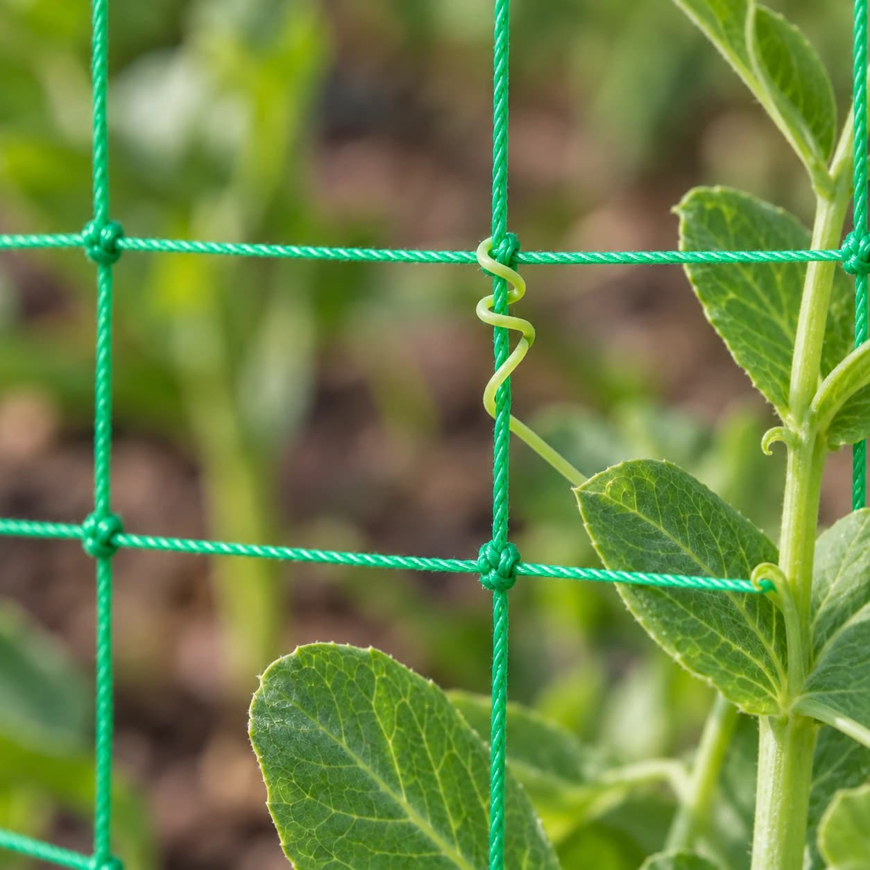 Vrille de plante accrochée à la maille du filet