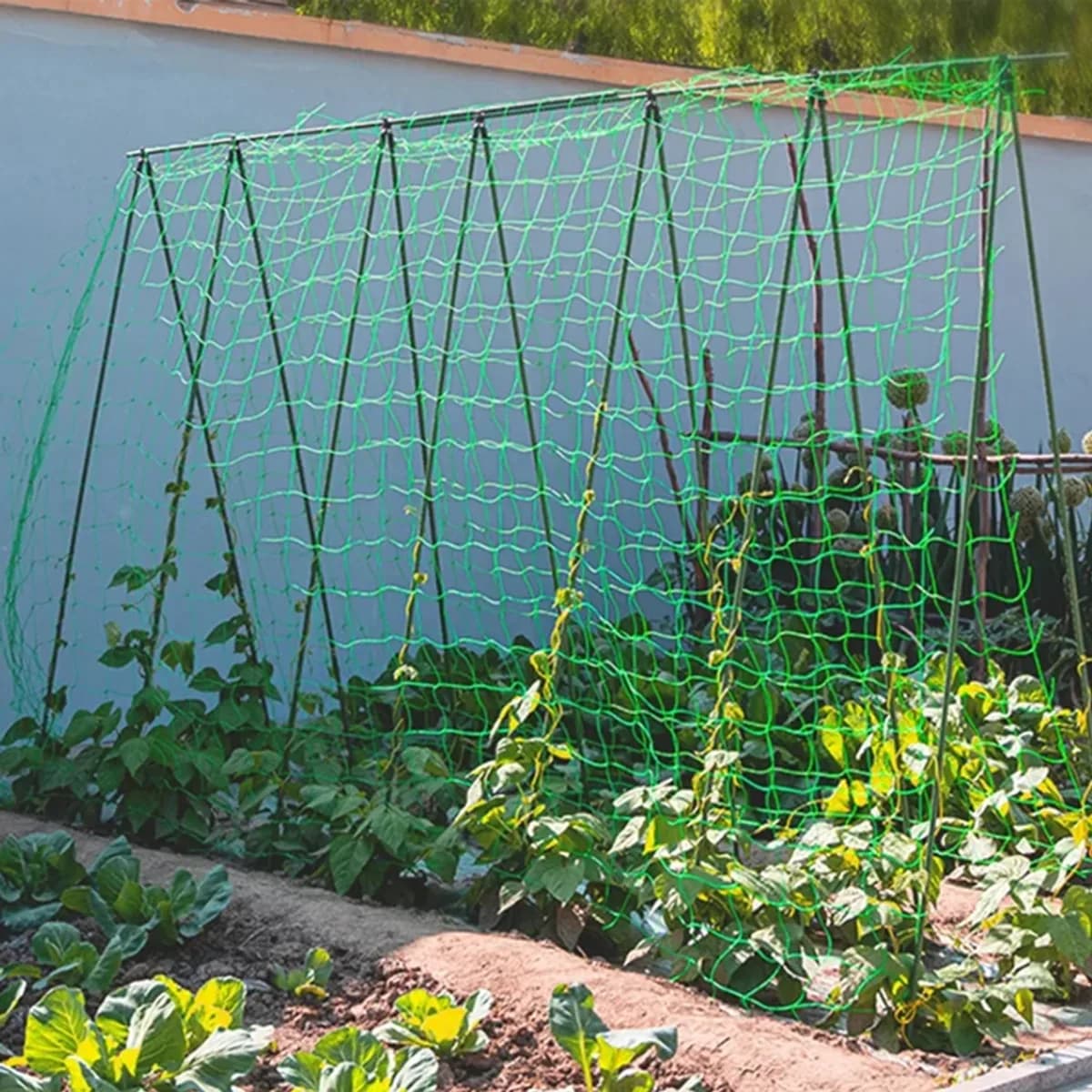 Filet vert tendu sur des piquets montés en A au-dessus d'une planche de potager, haricots grimpants dans la maille