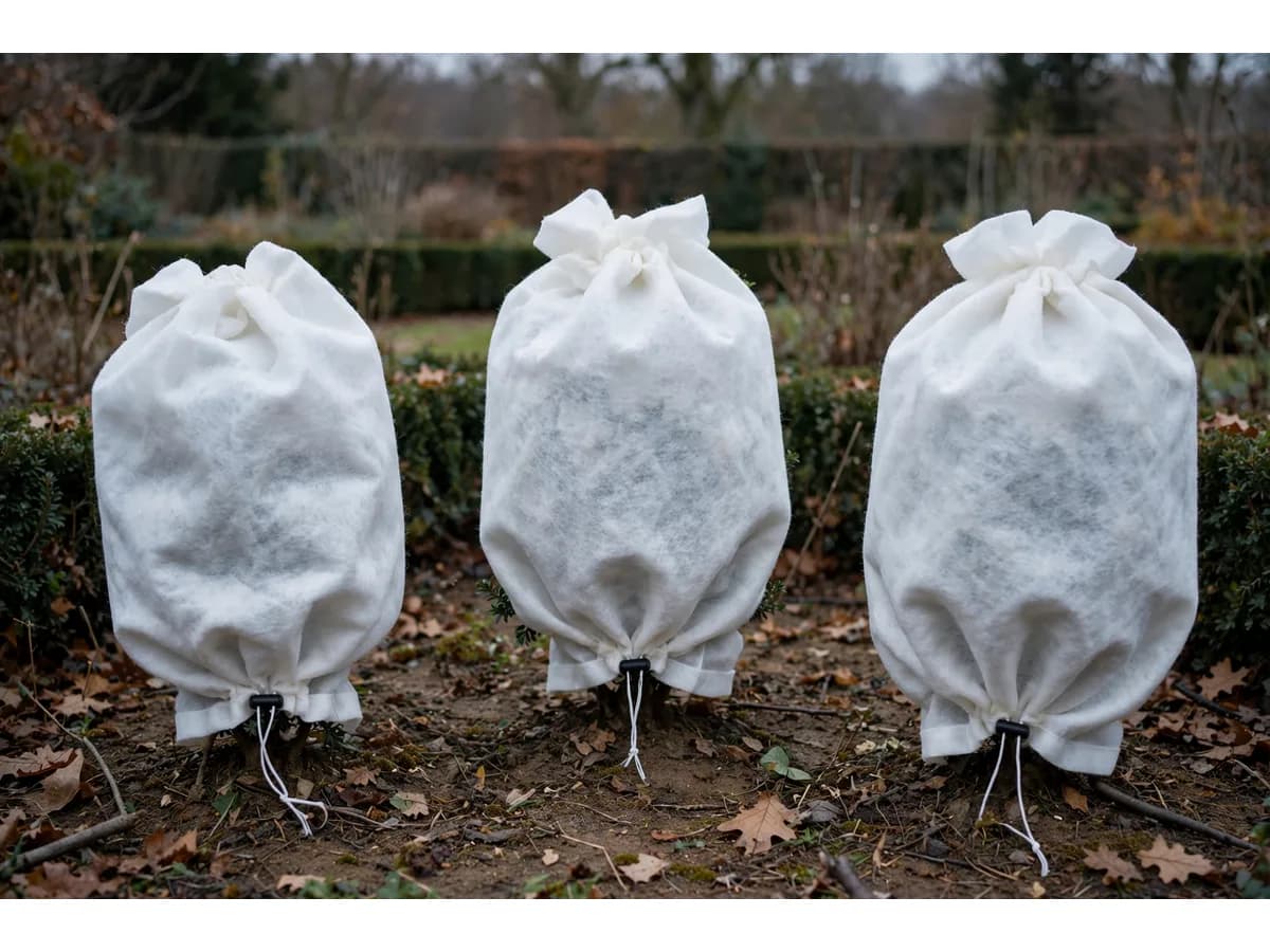 Trois arbustes d'un massif couverts chacun de sa housse le même soir, cordons serrés au pied, terre nue et feuilles mortes entre eux