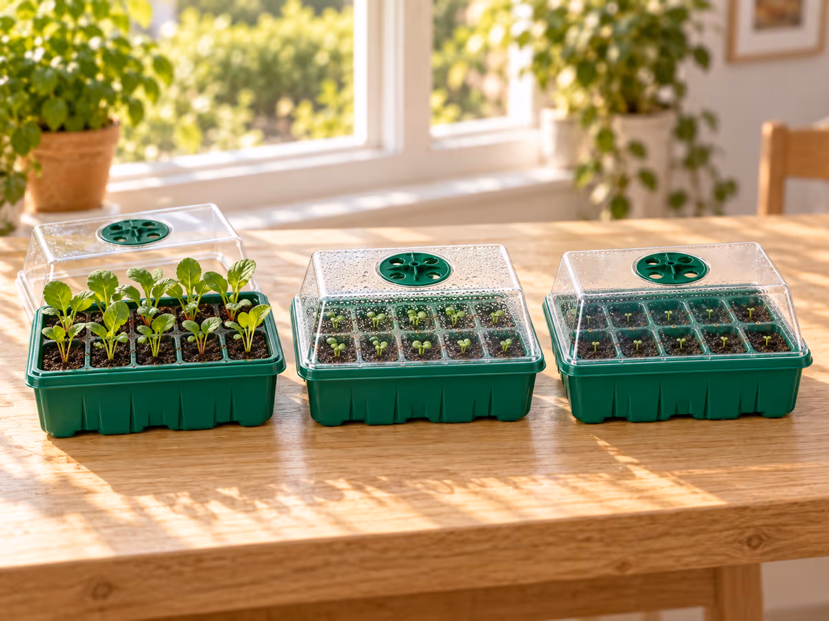 Trois mini serres vertes rigides alignées, l'une ouverte sans dôme avec des plants avancés, les deux autres bien fermées