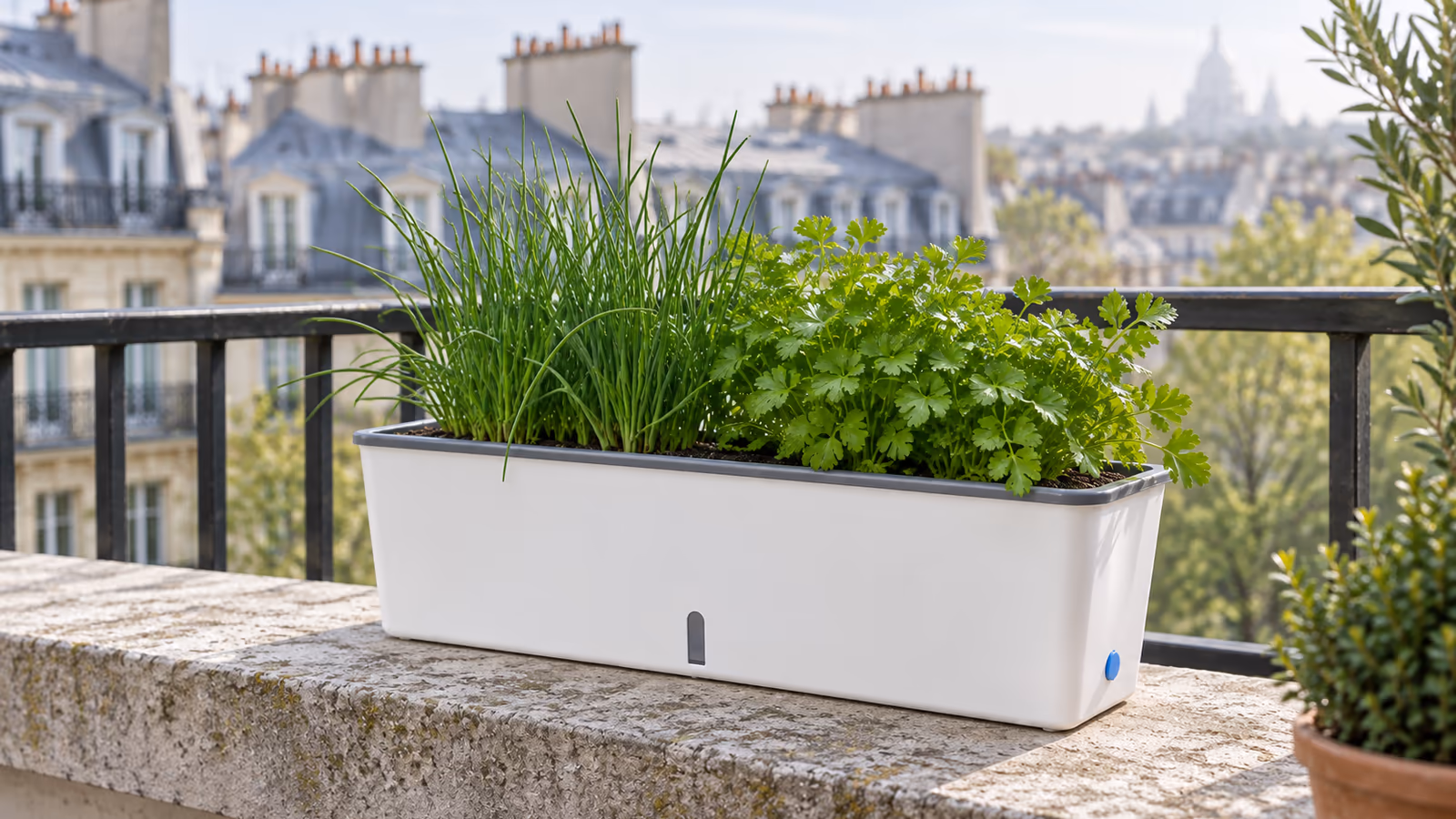 Jardinière à réserve d'eau posée sur un appui de fenêtre, fente de niveau visible en façade et jeunes plants d'aromatiques dans le bac gris