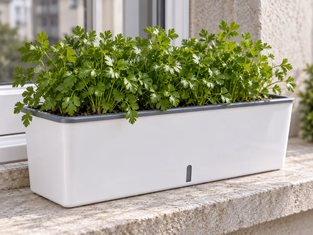 Vue rapprochée de la façade d'une jardinière à réserve d'eau sur un rebord de fenêtre, fente de niveau transparente et plants de persil dans le bac gris