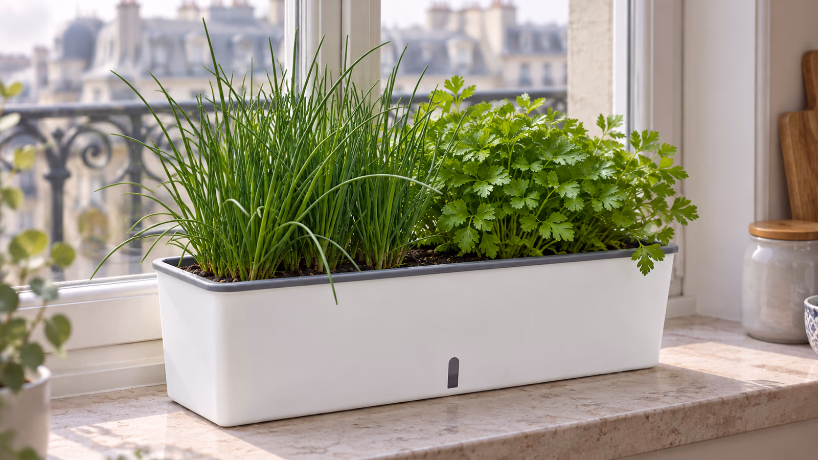 Jardinière à réserve d'eau plantée de ciboulette et de persil sur un rebord de fenêtre, lumière du matin