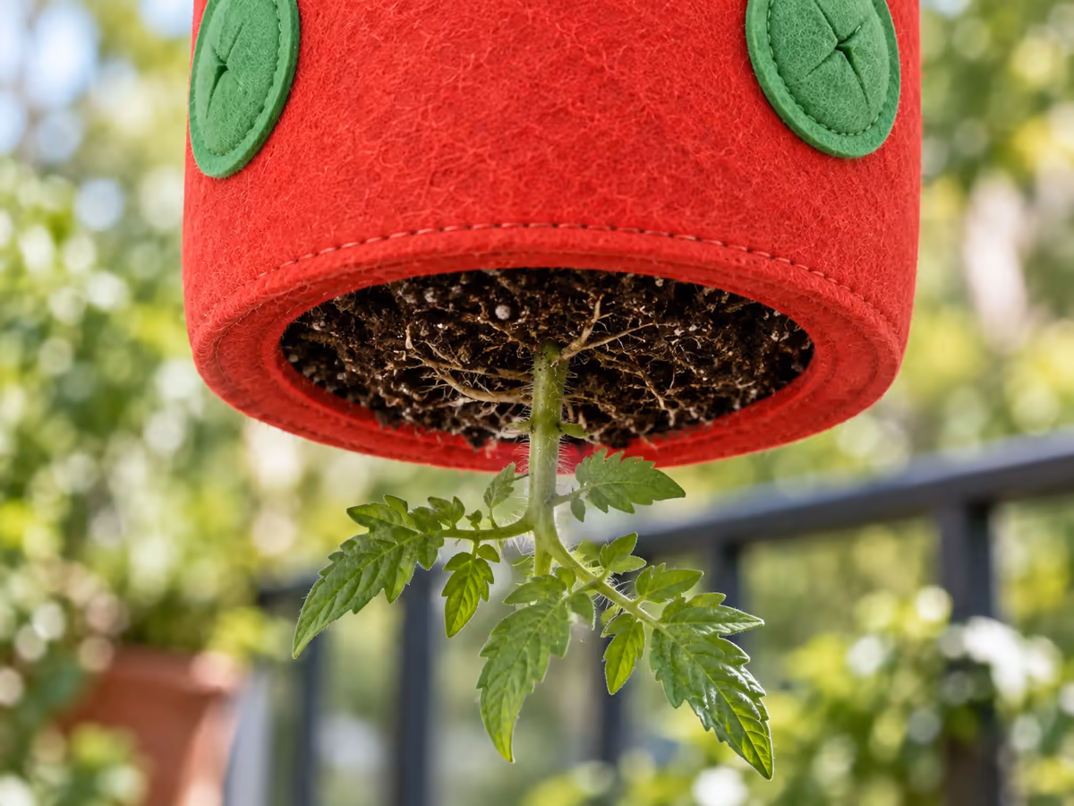 Détail du fond ouvert d'un sac suspendu en feutre, motte de tomate cerise plaquée contre l'ouverture et tige orientée vers le bas