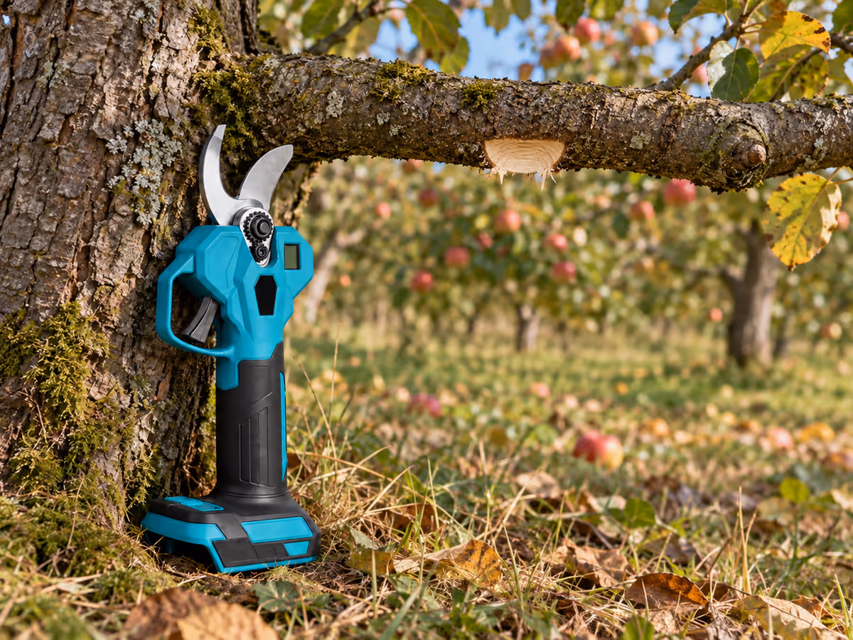 Entaille peu profonde pratiquée sous une branche d'arbre fruitier à une trentaine de centimètres du tronc