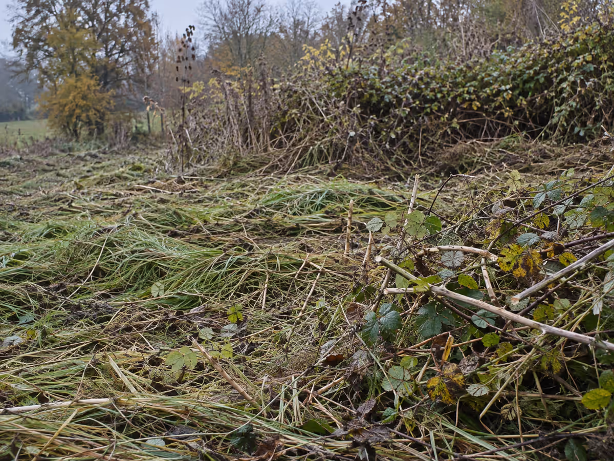 Friche d'automne fraîchement débroussaillée, herbes coupées hautes et cannes de ronce claires au premier plan, talus encore encombré en arrière-plan